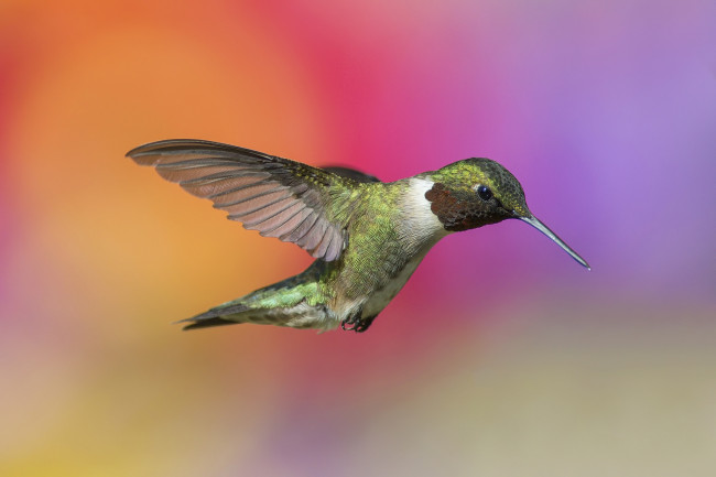 Обои картинки фото животные, колибри, птичка