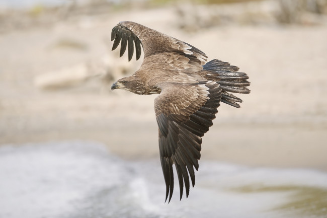 Обои картинки фото животные, птицы - хищники, птичка