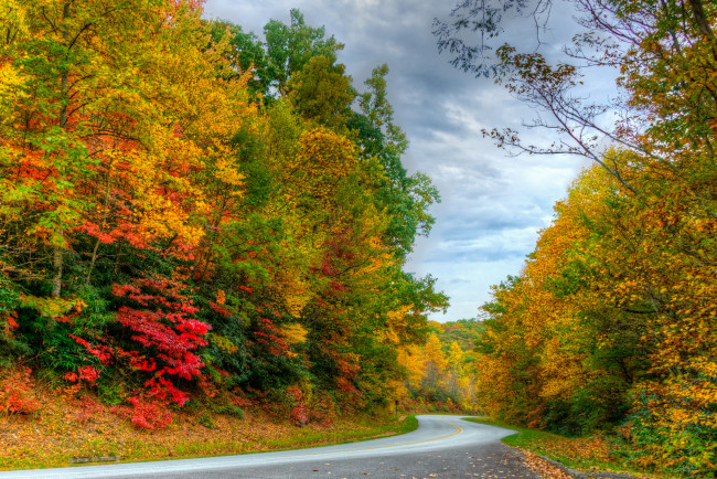 Обои картинки фото природа, дороги, тракт, лес