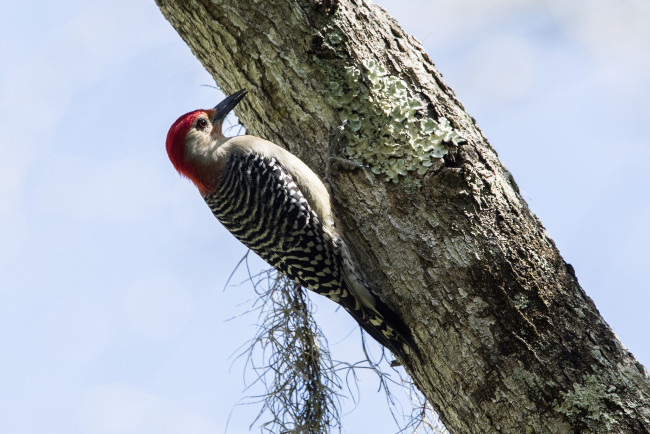 Обои картинки фото животные, дятлы, птичка