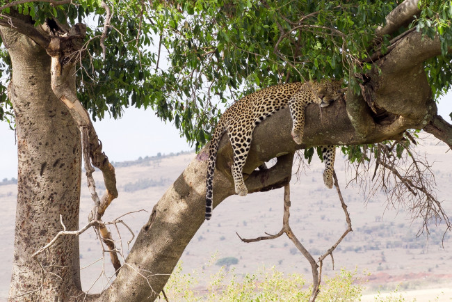 Обои картинки фото животные, леопарды, кошка, лежит, сон, отдых, листва