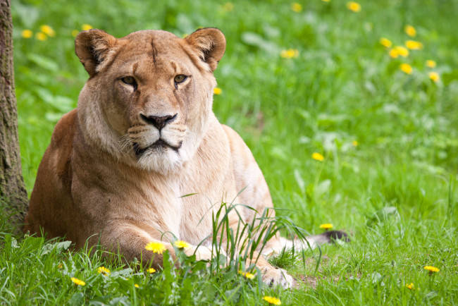 Обои картинки фото животные, львы, трава, львица, одуванчики
