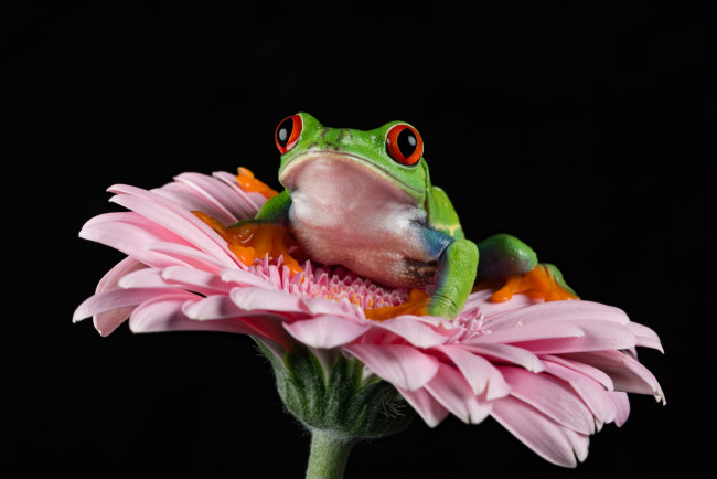 Обои картинки фото животные, лягушки, лягушка