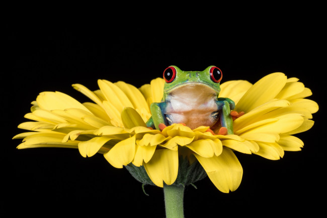 Обои картинки фото животные, лягушки, лягушка