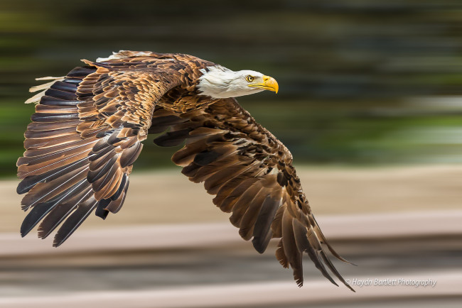 Обои картинки фото животные, птицы - хищники, птичка