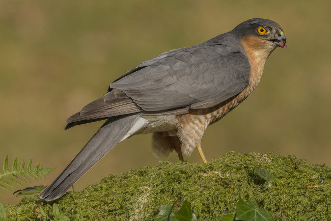 Обои картинки фото животные, птицы - хищники, птичка