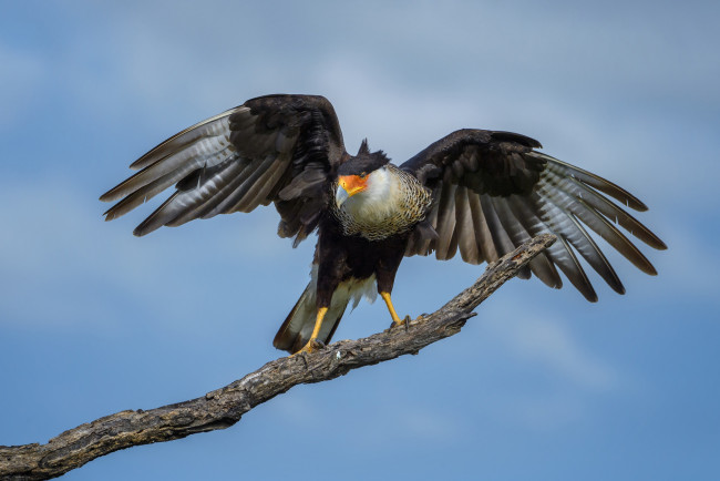 Обои картинки фото животные, птицы - хищники, птичка