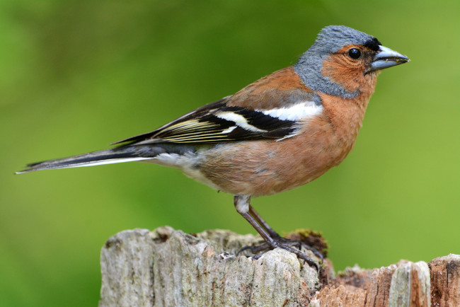 Обои картинки фото животные, птицы, птичка