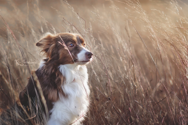 Обои картинки фото животные, собаки, собака, взгляд, друг