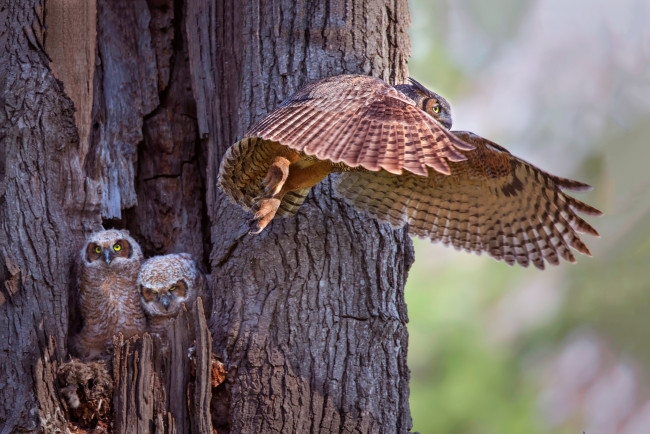 Обои картинки фото животные, совы, птенцы, дерево, сова, крылья, полёт