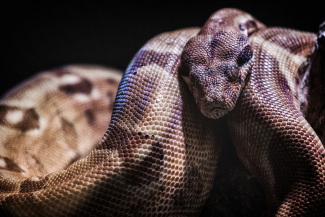 Обои картинки фото животные, змеи,  питоны,  кобры, удав