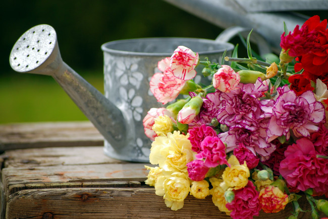 Обои картинки фото цветы, гвоздики, бутоны