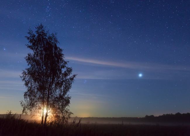 Обои картинки фото природа, деревья, береза, утро, туман, небо, звёзды