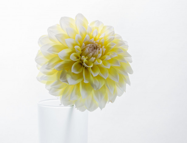 Обои картинки фото цветы, георгины, георгина