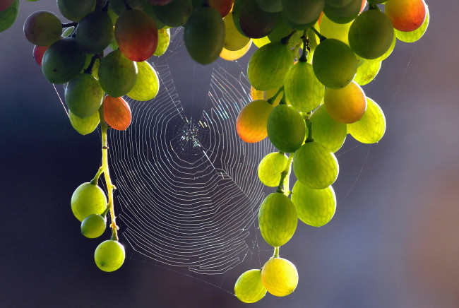 Обои картинки фото природа, ягоды,  виноград, виноград