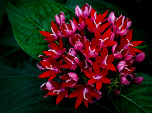 Картинка egyptain+starcluster цветы egyptain starcluster