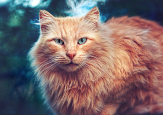 Картинка животные коты кот кошка