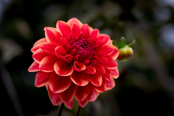 Картинка цветы георгины макро