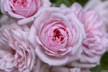 Картинка цветы розы розовые