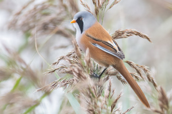 Картинка животные синицы +лазоревки птица