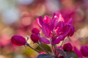 Картинка цветы цветущие+деревья+ +кустарники яблоня