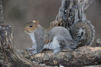Картинка животные белки белка