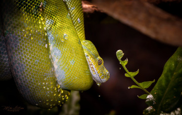 Картинка животные змеи +питоны +кобры питон