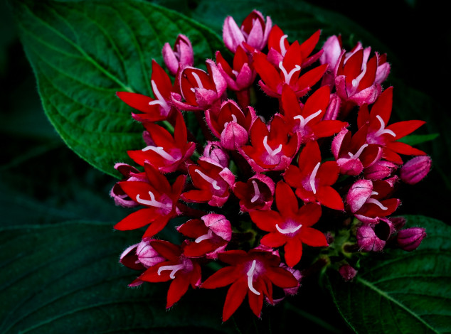 Обои картинки фото egyptain starcluster, цветы, egyptain, starcluster