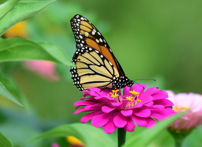 Обои картинки фото животные, бабочки,  мотыльки,  моли, бабочка