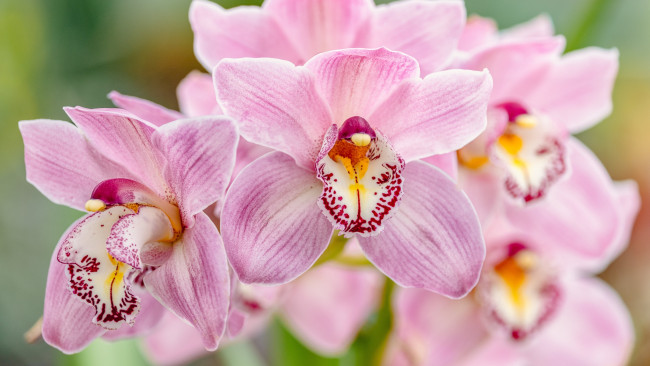 Обои картинки фото цветы, орхидеи, розовые, макро