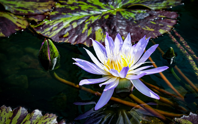 Обои картинки фото цветы, лотосы, вода, лотос, бутон