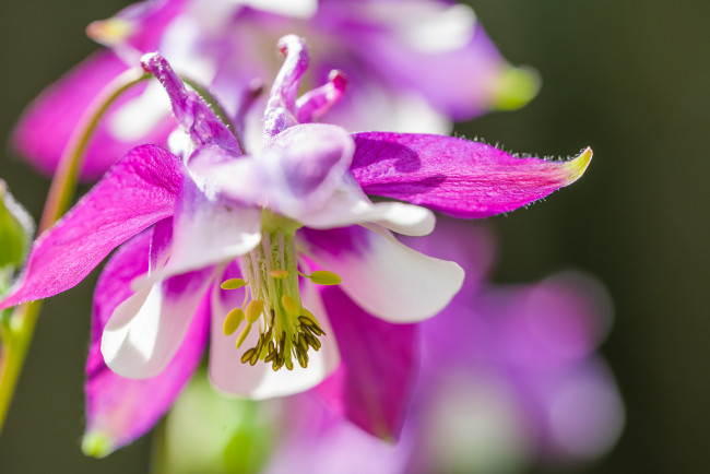 Обои картинки фото цветы, аквилегия , водосбор, розовый
