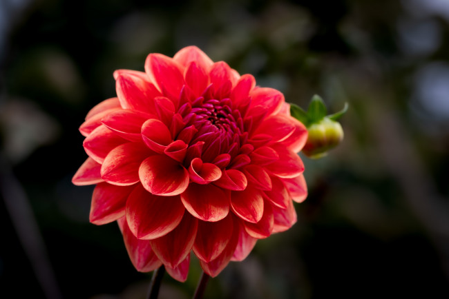 Обои картинки фото цветы, георгины, макро