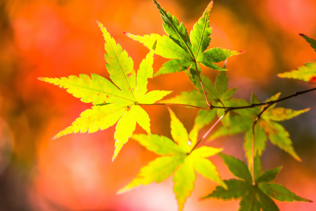 Обои картинки фото природа, листья, лето