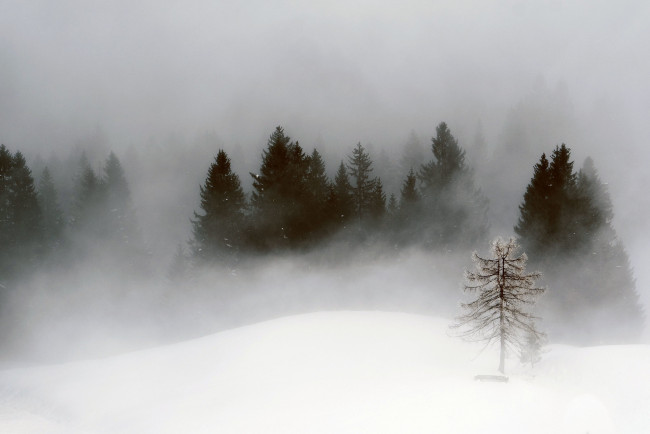 Обои картинки фото природа, зима, снег