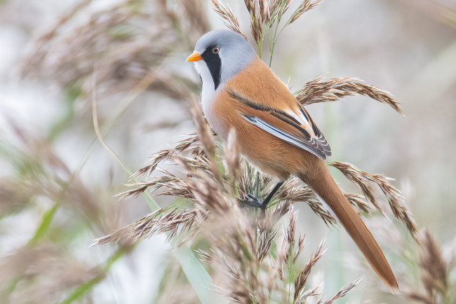 Обои картинки фото животные, синицы,  лазоревки, птица