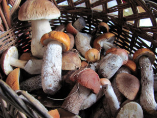 обоя еда, грибы,  грибные блюда, лесные, боровики, подосиновики