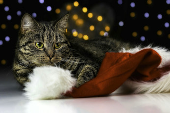 Картинка животные коты кот шапка блики