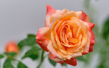 обоя цветы, розы, капли, роза, макро