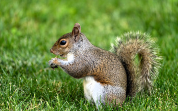 обоя животные, белки, белка, трава, лужайка