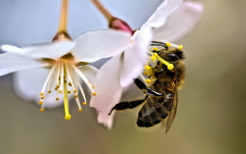 обоя животные, пчелы,  осы,  шмели, пчела, цветы
