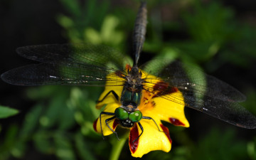 Картинка животные стрекозы стрекоза цветок