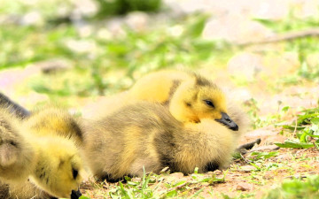 обоя животные, утки, утята, желтые