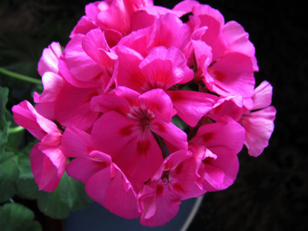 Обои картинки фото цветы, герань, розовая, соцветие, макро