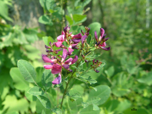 Картинка цветы луговые полевые