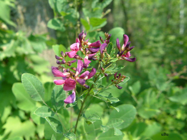 Обои картинки фото цветы, луговые, полевые