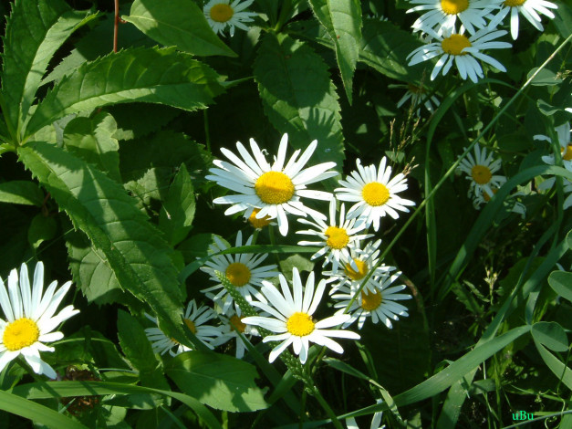 Обои картинки фото цветы, ромашки