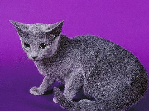 Обои картинки фото животные, коты