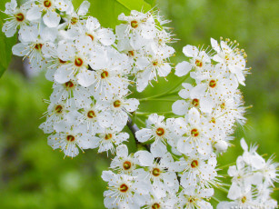 Картинка цветы цветущие деревья кустарники