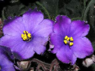 Картинка цветы фиалки